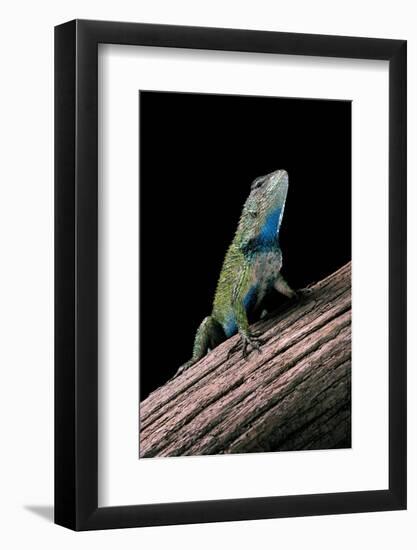 Sceloporus Malachiticus (Green Spiny Lizard)-Paul Starosta-Framed Photographic Print