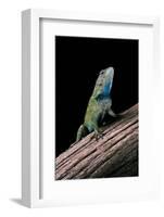 Sceloporus Malachiticus (Green Spiny Lizard)-Paul Starosta-Framed Photographic Print