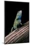 Sceloporus Malachiticus (Green Spiny Lizard)-Paul Starosta-Mounted Photographic Print