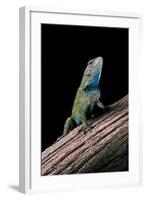 Sceloporus Malachiticus (Green Spiny Lizard)-Paul Starosta-Framed Photographic Print