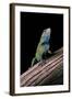 Sceloporus Malachiticus (Green Spiny Lizard)-Paul Starosta-Framed Photographic Print