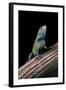 Sceloporus Malachiticus (Green Spiny Lizard)-Paul Starosta-Framed Photographic Print
