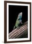 Sceloporus Malachiticus (Green Spiny Lizard)-Paul Starosta-Framed Photographic Print