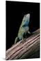 Sceloporus Malachiticus (Green Spiny Lizard)-Paul Starosta-Mounted Photographic Print