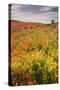 Scene at Antelope Valley Poppy Preserve-Vincent James-Stretched Canvas