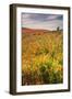 Scene at Antelope Valley Poppy Preserve-Vincent James-Framed Photographic Print