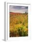 Scene at Antelope Valley Poppy Preserve-Vincent James-Framed Photographic Print