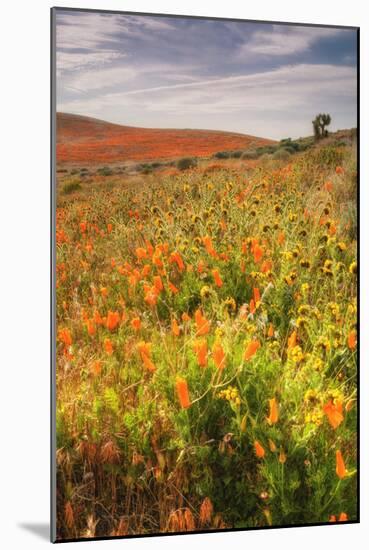 Scene at Antelope Valley Poppy Preserve-Vincent James-Mounted Photographic Print