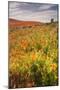 Scene at Antelope Valley Poppy Preserve-Vincent James-Mounted Photographic Print