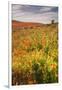 Scene at Antelope Valley Poppy Preserve-Vincent James-Framed Photographic Print