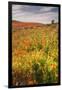 Scene at Antelope Valley Poppy Preserve-Vincent James-Framed Photographic Print