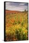 Scene at Antelope Valley Poppy Preserve-Vincent James-Framed Stretched Canvas