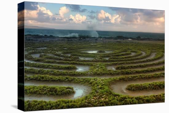 Scene at Kapalua Labyrinth Maui-Vincent James-Stretched Canvas