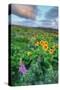 Scene at Rowena Flower Field, Columbia River Gorge-Vincent James-Stretched Canvas