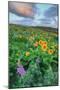 Scene at Rowena Flower Field, Columbia River Gorge-Vincent James-Mounted Photographic Print