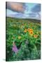 Scene at Rowena Flower Field, Columbia River Gorge-Vincent James-Stretched Canvas