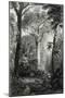 Scene in a Brazilian Forest Engraved by J.Bishop-Henry George Hine-Mounted Giclee Print