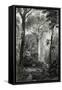 Scene in a Brazilian Forest Engraved by J.Bishop-Henry George Hine-Framed Stretched Canvas