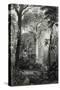 Scene in a Brazilian Forest Engraved by J.Bishop-Henry George Hine-Stretched Canvas