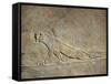 Scene of Ashurbanipal Hunting: a Wounded Lioness, Relief from Royal Palaces of Nineveh-null-Framed Stretched Canvas