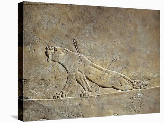 Scene of Ashurbanipal Hunting: a Wounded Lioness, Relief from Royal Palaces of Nineveh-null-Stretched Canvas