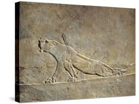 Scene of Ashurbanipal Hunting: a Wounded Lioness, Relief from Royal Palaces of Nineveh-null-Stretched Canvas