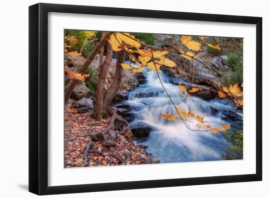 Scene of Autumn Leaves and Duck Brook-Vincent James-Framed Photographic Print