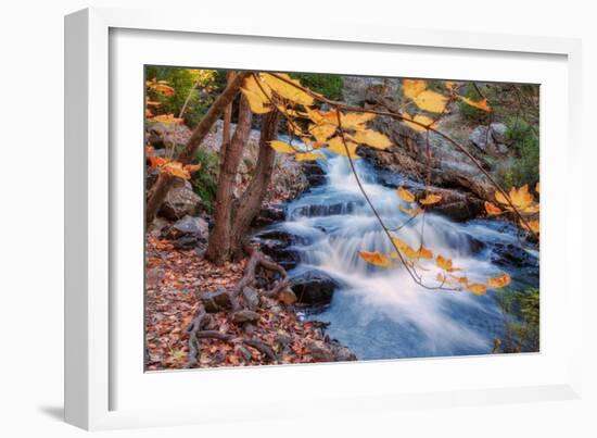 Scene of Autumn Leaves and Duck Brook-Vincent James-Framed Photographic Print