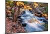 Scene of Autumn Leaves and Duck Brook-Vincent James-Mounted Photographic Print