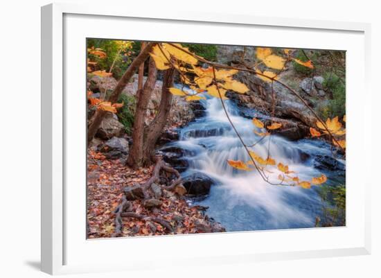 Scene of Autumn Leaves and Duck Brook-Vincent James-Framed Photographic Print