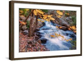 Scene of Autumn Leaves and Duck Brook-Vincent James-Framed Photographic Print