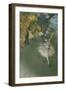 Scene of Dance or l'etoile-Edgar Degas-Framed Giclee Print