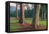 Scene of Rainbow Eucalyptus-Vincent James-Framed Stretched Canvas