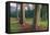 Scene of Rainbow Eucalyptus-Vincent James-Framed Stretched Canvas