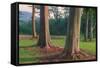 Scene of Rainbow Eucalyptus-Vincent James-Framed Stretched Canvas