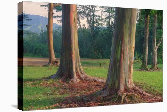 Scene of Rainbow Eucalyptus-Vincent James-Stretched Canvas