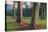 Scene of Rainbow Eucalyptus-Vincent James-Stretched Canvas