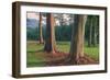 Scene of Rainbow Eucalyptus-Vincent James-Framed Photographic Print