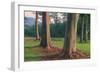 Scene of Rainbow Eucalyptus-Vincent James-Framed Photographic Print