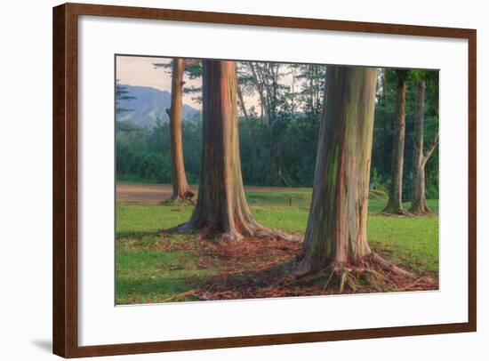 Scene of Rainbow Eucalyptus-Vincent James-Framed Photographic Print