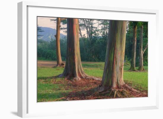 Scene of Rainbow Eucalyptus-Vincent James-Framed Photographic Print