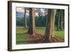 Scene of Rainbow Eucalyptus-Vincent James-Framed Photographic Print