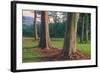 Scene of Rainbow Eucalyptus-Vincent James-Framed Photographic Print