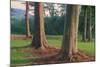 Scene of Rainbow Eucalyptus-Vincent James-Mounted Photographic Print