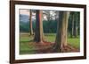 Scene of Rainbow Eucalyptus-Vincent James-Framed Photographic Print