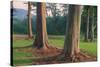 Scene of Rainbow Eucalyptus-Vincent James-Stretched Canvas