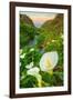 Scene of the Cala Lillies-Vincent James-Framed Photographic Print