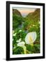 Scene of the Cala Lillies-Vincent James-Framed Photographic Print