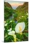 Scene of the Cala Lillies-Vincent James-Mounted Photographic Print