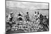 Scene on a Pineapple Plantation, with Harvested Pineapples, Hawaii, 1910-1920-null-Mounted Photo